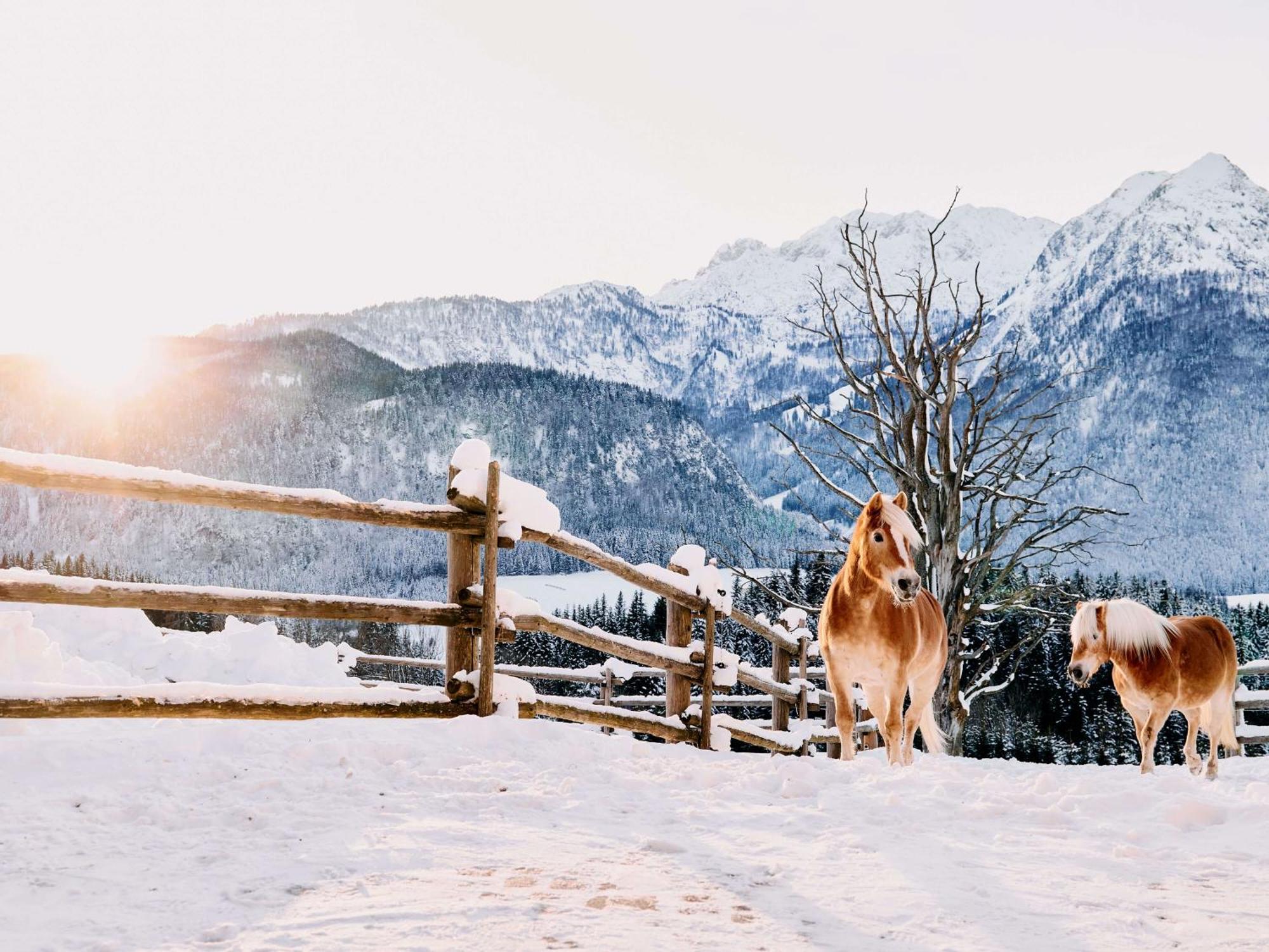 Winterstellgut Ξενοδοχείο Annaberg im Lammertal Εξωτερικό φωτογραφία